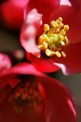 Chaenomeles japonica - kdoulovec japonský - květ detail